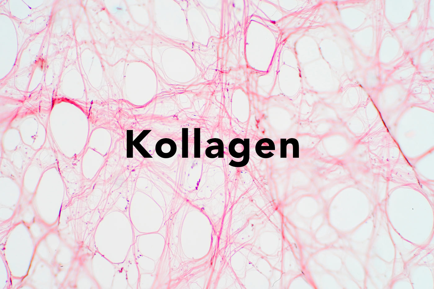 Kollagen: Der heilige Gral der Hautverjüngung